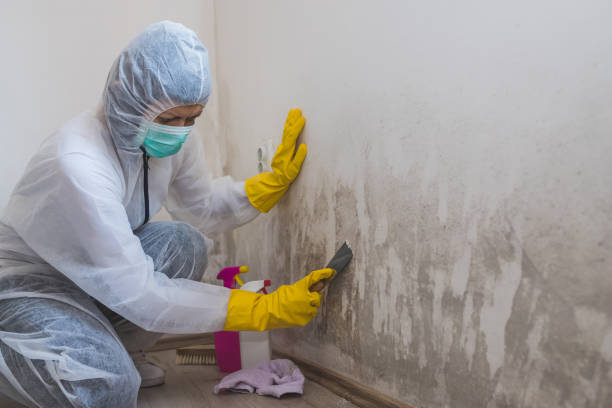 Why You Should Choose Our Mold Remediation Services in Jonesville, VA